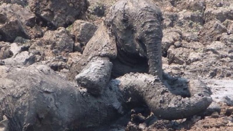 Mama i jej słoniątko ugrzęzły w błocie. Wyczerpane z sił łkały o pomoc