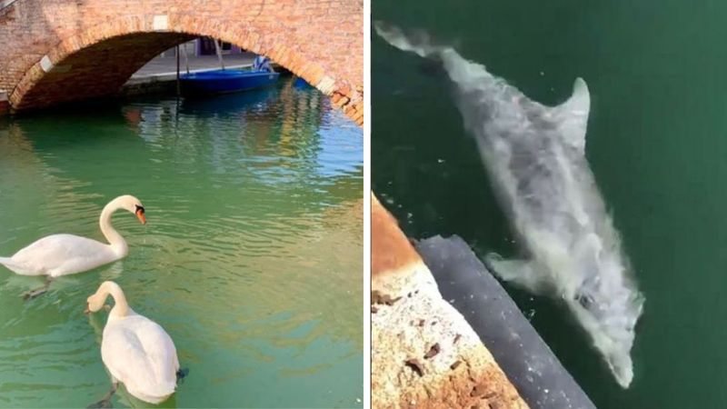 Łabędzie i delfiny wracają do włoskich wód. Niespodziewany efekt kwarantanny