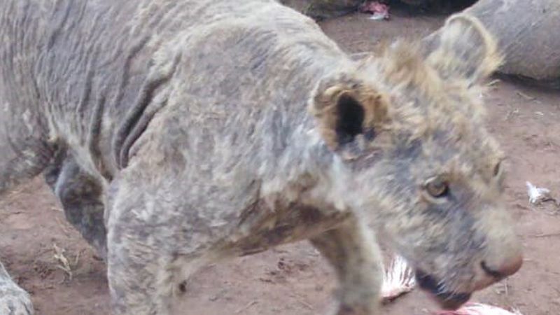 Ponad 100 lwów na skraju śmierci. Warunki, w jakich je przetrzymywano przerażają