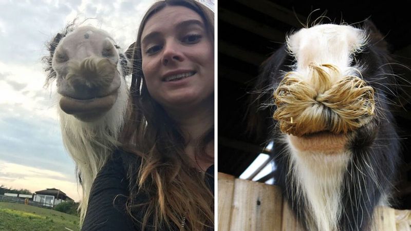Konie z wąsami robią prawdziwą furorę w sieci
