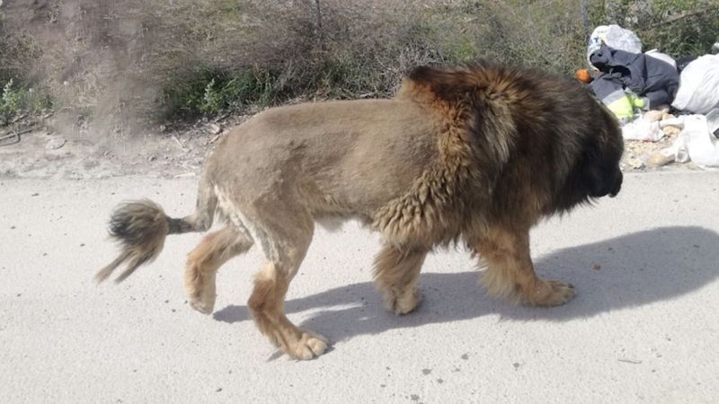 Policja otrzymała zgłoszenie, że po ulicach miasta krąży lew. Patrol namierzył zwierzę