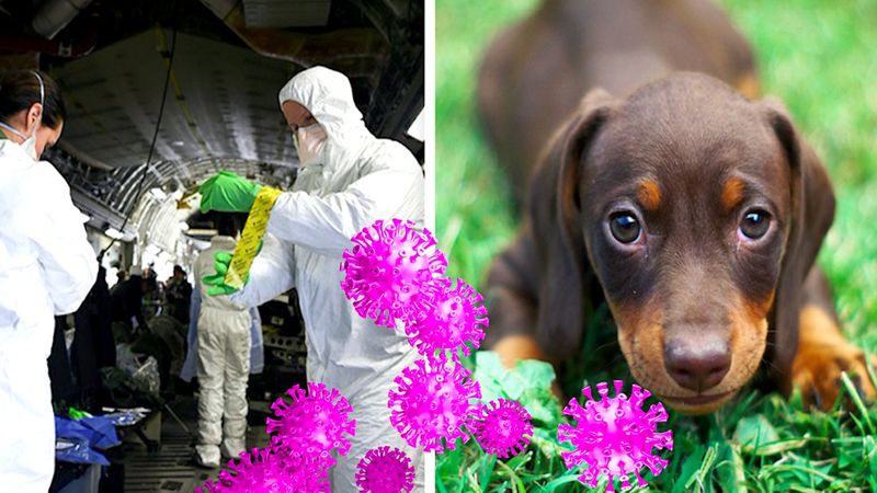 O czym muszą pamiętać opiekunowie psów i kotów w czasie pandemii koronawirusa