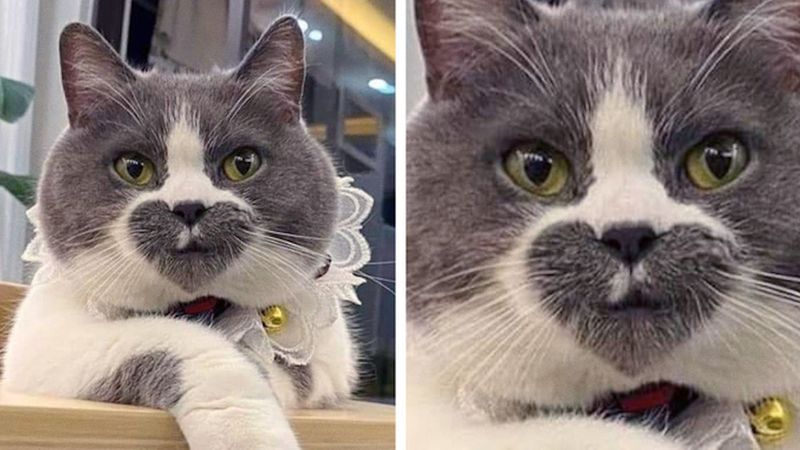 22 niezwykłe koty, które nie potrzebują Photoshopa, by wyglądać wyjątkowo