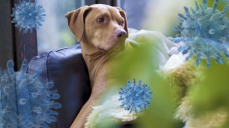 Okazuje się, że psy są kluczowe jeśli chodzi o pandemię koronawirusa