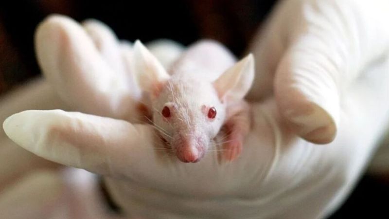 Przerażające dane PETA: z powodu koronawirusa zagrożone jest życie masy zwierząt!