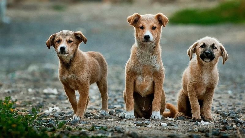 Psy i koty rozchwytywane. Wszystko z powodu pandemii koronawirusa