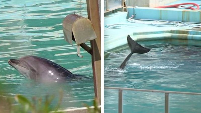 Zmarł najsamotniejszy delfin świata. Odszedł po dwóch latach życia w małym i brudnym basenie