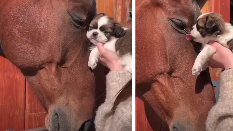 Ten koń i szczeniak udowadniają, że miłość od pierwszego wejrzenia naprawdę istnieje