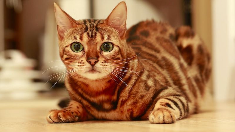 Kot bengalski – zanim zakupisz, powinieneś o tym wiedzieć