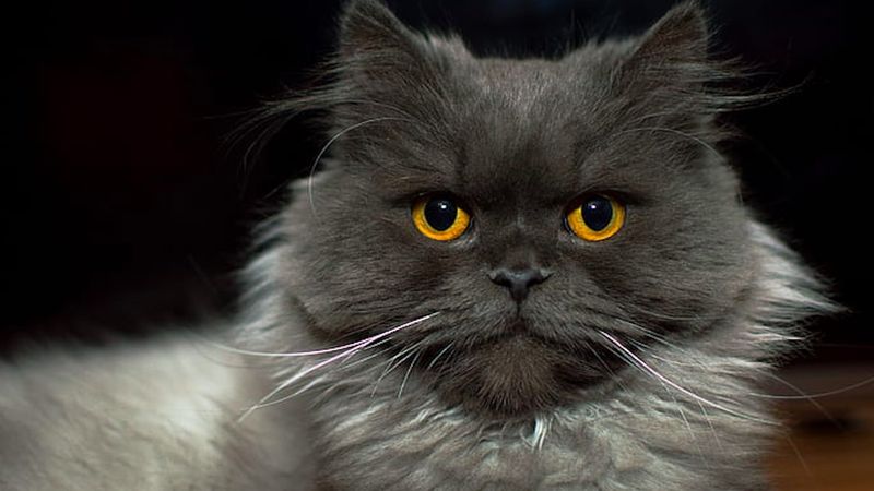 Myślisz o zakupie kota perskiego? To powinieneś wiedzieć