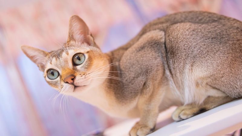 Kot singapurski – wszystko co warto wiedzieć o rasie