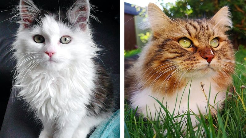 Kot syberyjski – zanim kupisz, powinieneś to wiedzieć