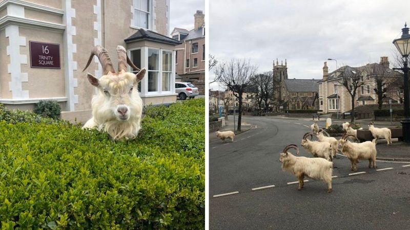 Górskie kozy przejmują miasto. Nietypowy efekt kwarantanny