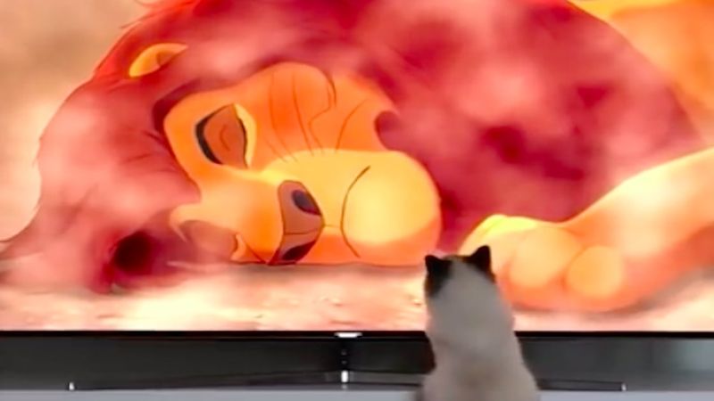 Reakcja kota na śmierć Mufasy z „Króla Lwa”. Wideo ma ponad 14 milionów wyświetleń