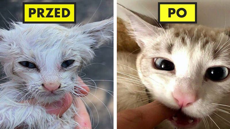 22 zdjęcia kotów zrobionych przed i po adopcji. Ich przemiana rozgrzewa serca