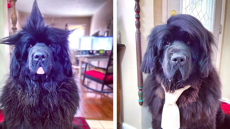 Podczas kwarantanny codziennie robi swojemu psu nową fryzurę. Efektem chwali się na Instagramie