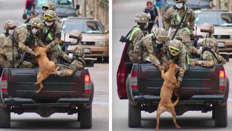 Bezdomne psy podbiegły do żołnierzy. O rekacji wojskowych mówi cały świat