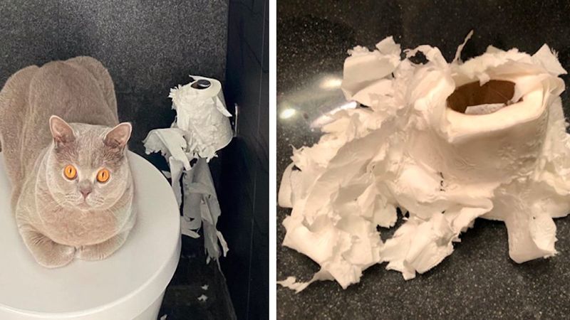 14 nikczemnych kotów, które wybrały najgorszy czas na zniszczenie papieru toaletowego