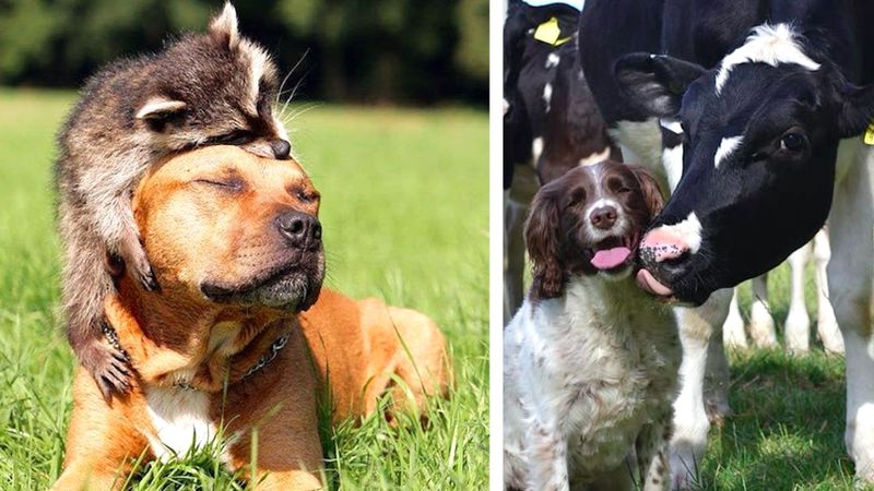 Urocze zdjęcia, które pokazują, że psy potrafią zaprzyjaźnić się dosłownie z każdym