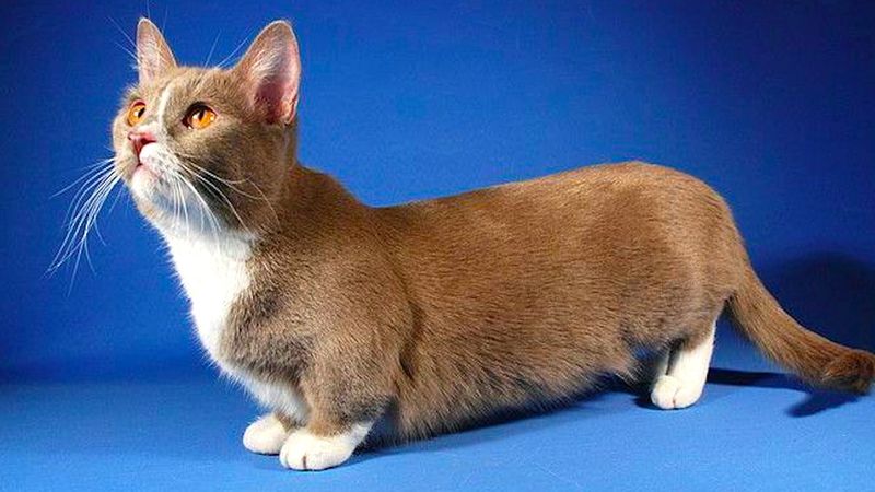 Munchkin – rasa kota o wyjątkowo krótkich kończynach