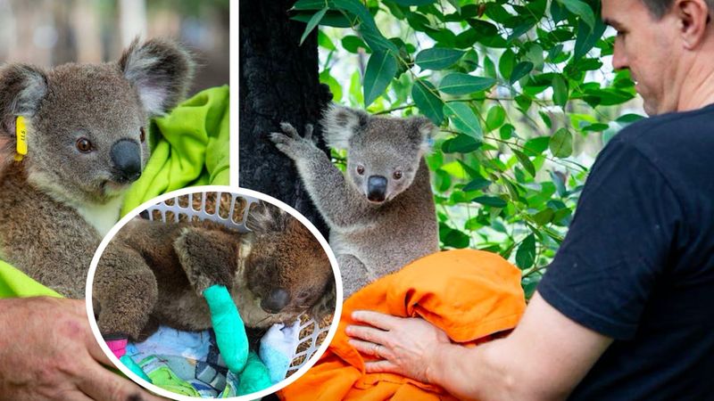 Dobra wiadomość w smutnych czasach: Pierwsze koale wychodzą ze szpitala i wracają na wolność