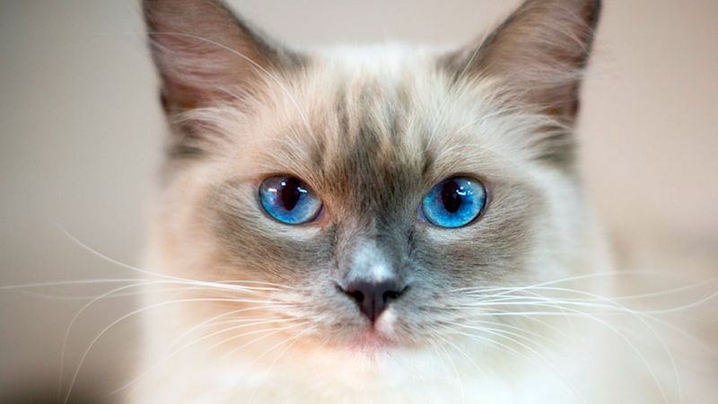 Ragdoll rasa kota – zanim zakupisz, powinieneś o tym wiedzieć