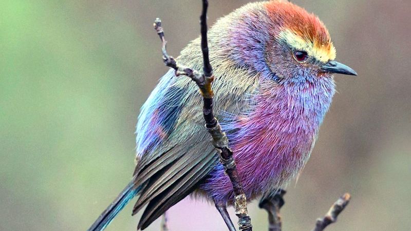 Sikorczak tybetański – kolorowy ptak, który zachwyca swoim pięknem