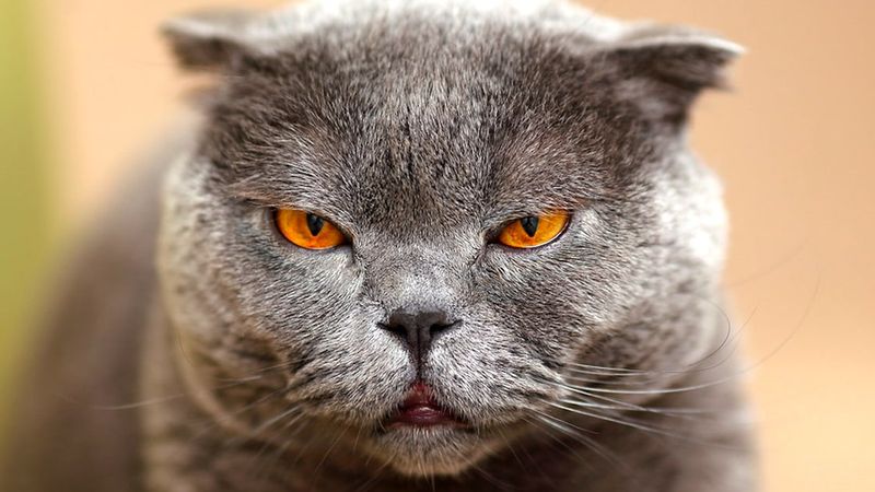 Szkocki zwisłouchy – rasa kota o niezwykłych uszach