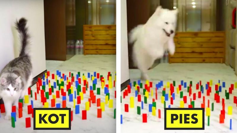 To viralowe wyzwanie ukazuje, jak bardzo psy i koty się od siebie różnią