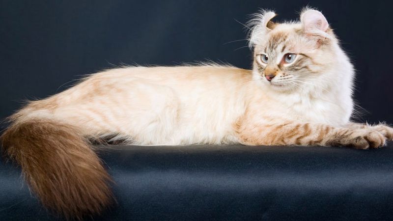 Amerykański curl – kot zwany Piotrusiem Panem