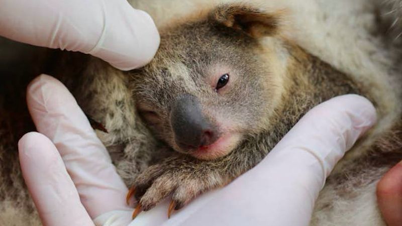 W Australii na świat przyszła pierwsza koala od czasu straszliwych pożarów