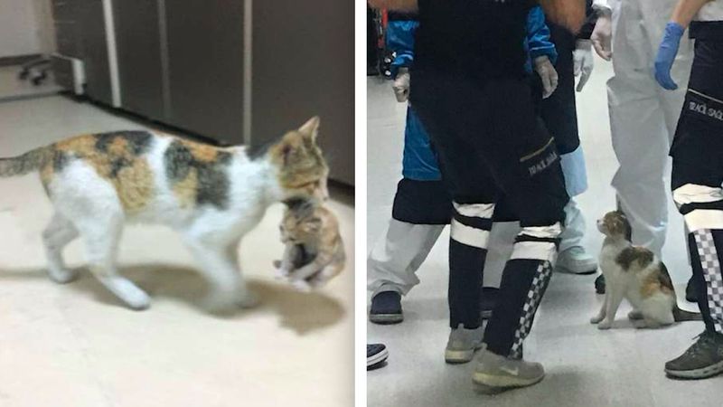 Do szpitala weszła kotka z dzieckiem w pyszczku. Natychmiastowa reakcja personelu