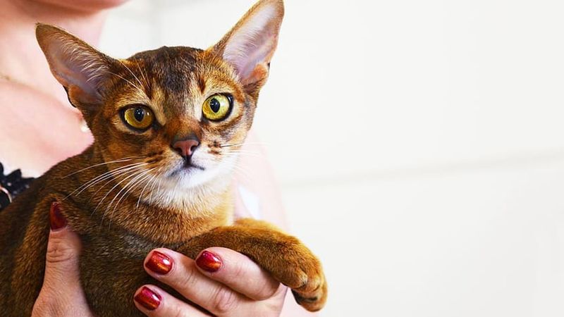 Kot abisyński – wszystko co warto wiedzieć o rasie