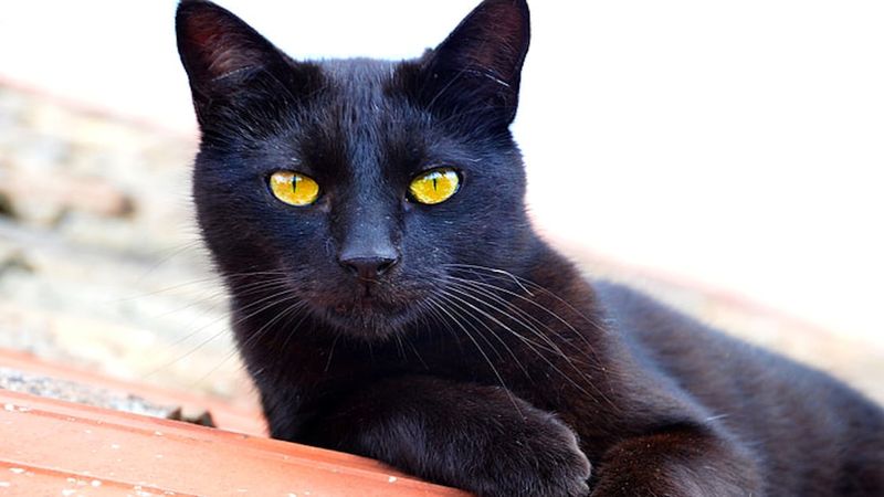 Kot bombajski – wszystko co warto wiedzieć o rasie