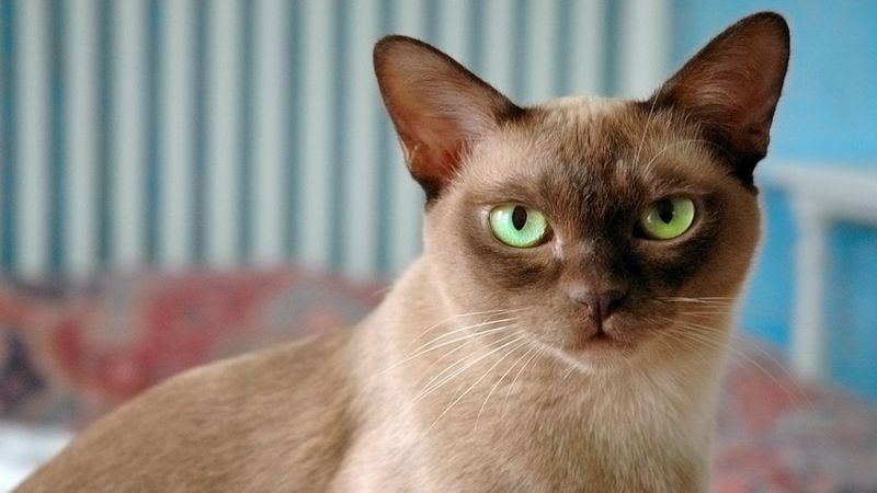 Kot burmański (kot burmski) – wszystko, co warto wiedzieć o rasie