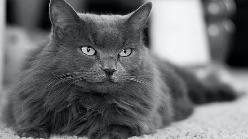 Kot nebelung – wszystko co warto wiedzieć o rasie
