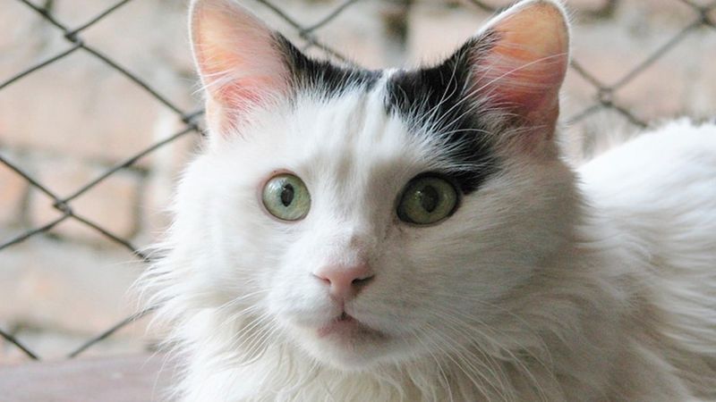 Kot turecki van – wszystko co warto wiedzieć o rasie