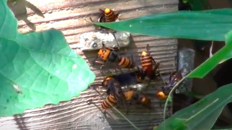 Sfilmował z bliska, jak mordercze szerszenie azjatyckie atakują pszczeli ul. Przerażające nagranie