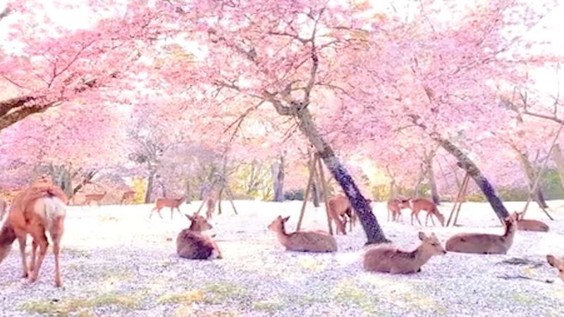 Dzikie zwierzęta podziwiają kwiaty wiśni w pustym parku w Japonii. Co za widok!