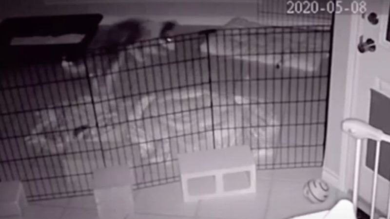 Domowa kamera zarejestrowała w nocy dziwne zachowanie psa. „Wyraźnie się w coś wpatrywał”