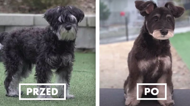 31 zdjęć psów przed i po wizycie u fryzjera. Są nie do poznania!
