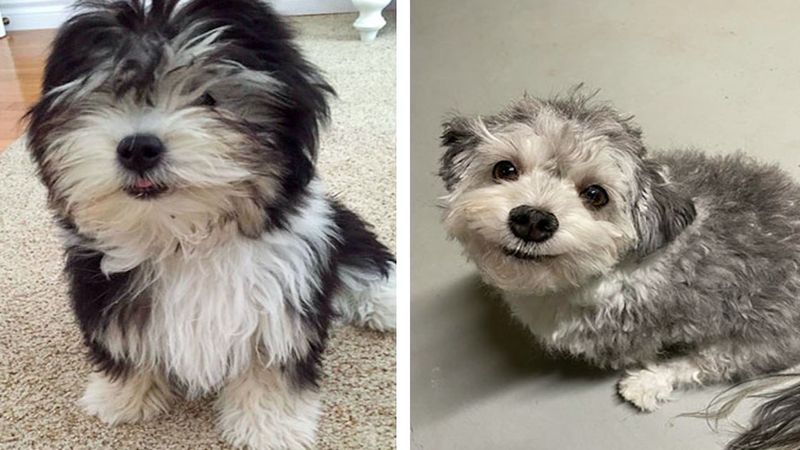 30 zdjęć psiaków, których właściciele próbowali zabawić się we fryzjera