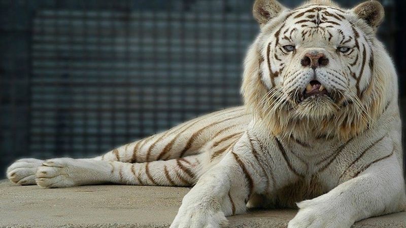 Nazwano go najbrzydszym tygrysem świata. Jego nietypowy wygląd skrywa smutną prawdę