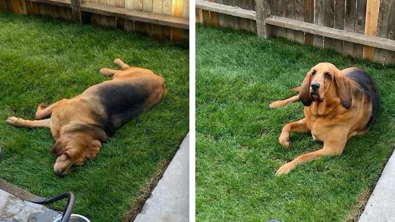 Pies ze schroniska marzył o własnym ogródku – więc jego mama go zbudowała