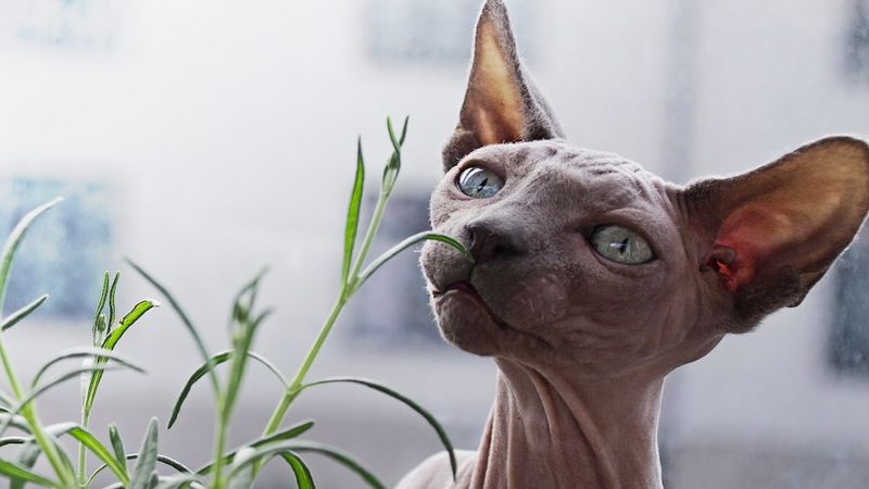 Sfinks petersburski (kot peterbald) – wszystko co warto wiedzieć o rasie