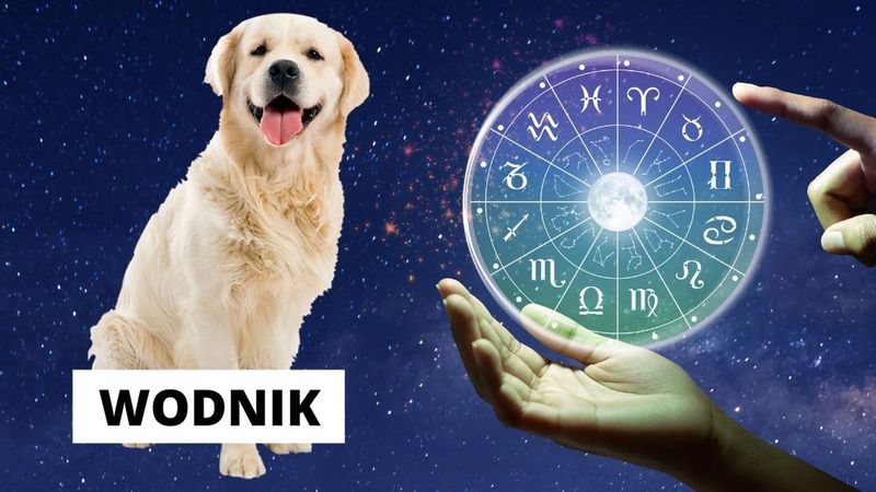 Znaki zodiaku mogą sugerować, czy ty i twój pies do siebie pasujecie. U mnie się sprawdziło!