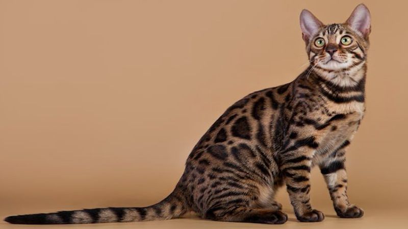 Kalifornijski spangled – kot, który powstał, aby zniechęcić do noszenia naturalnych futer
