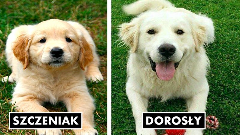24 zdjęcia różnych ras psów, kiedy są szczeniakami i kiedy są dorosłe