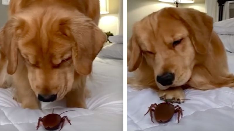 Spotkanie psa i gigantycznego karalucha. Wideo z reakcją czworonoga ma już ponad 4 mln odsłon