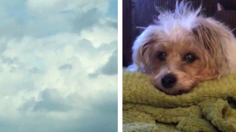 Zauważyła niezwykły znak na niebie kilka godzin po śmierci swojego psa. Przypadek?